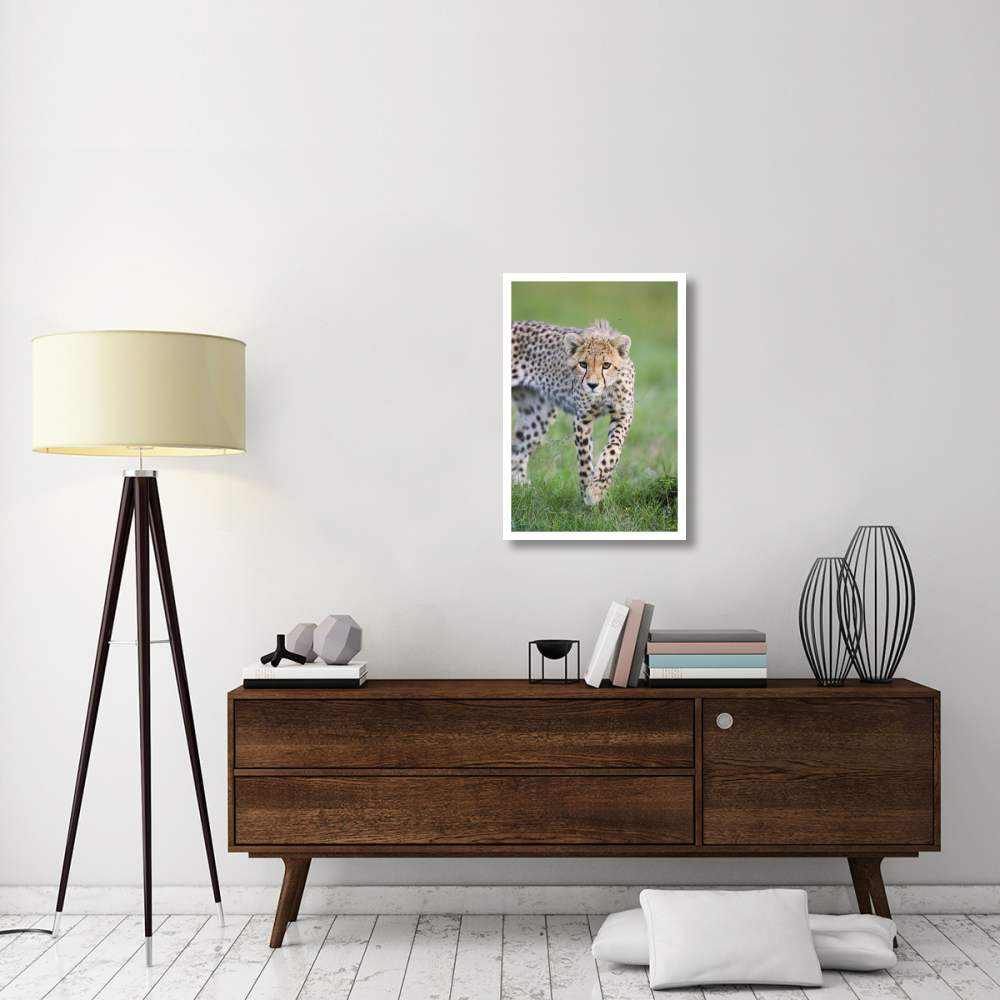 Cheetah 6 month old cub, Masai Mara National Reserve, Kenya-Paper Art-22&quotx32"