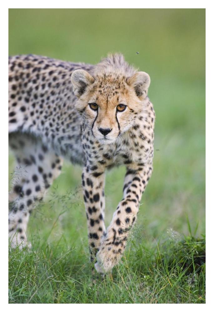 Cheetah 6 month old cub, Masai Mara National Reserve, Kenya-Paper Art-26"x38"