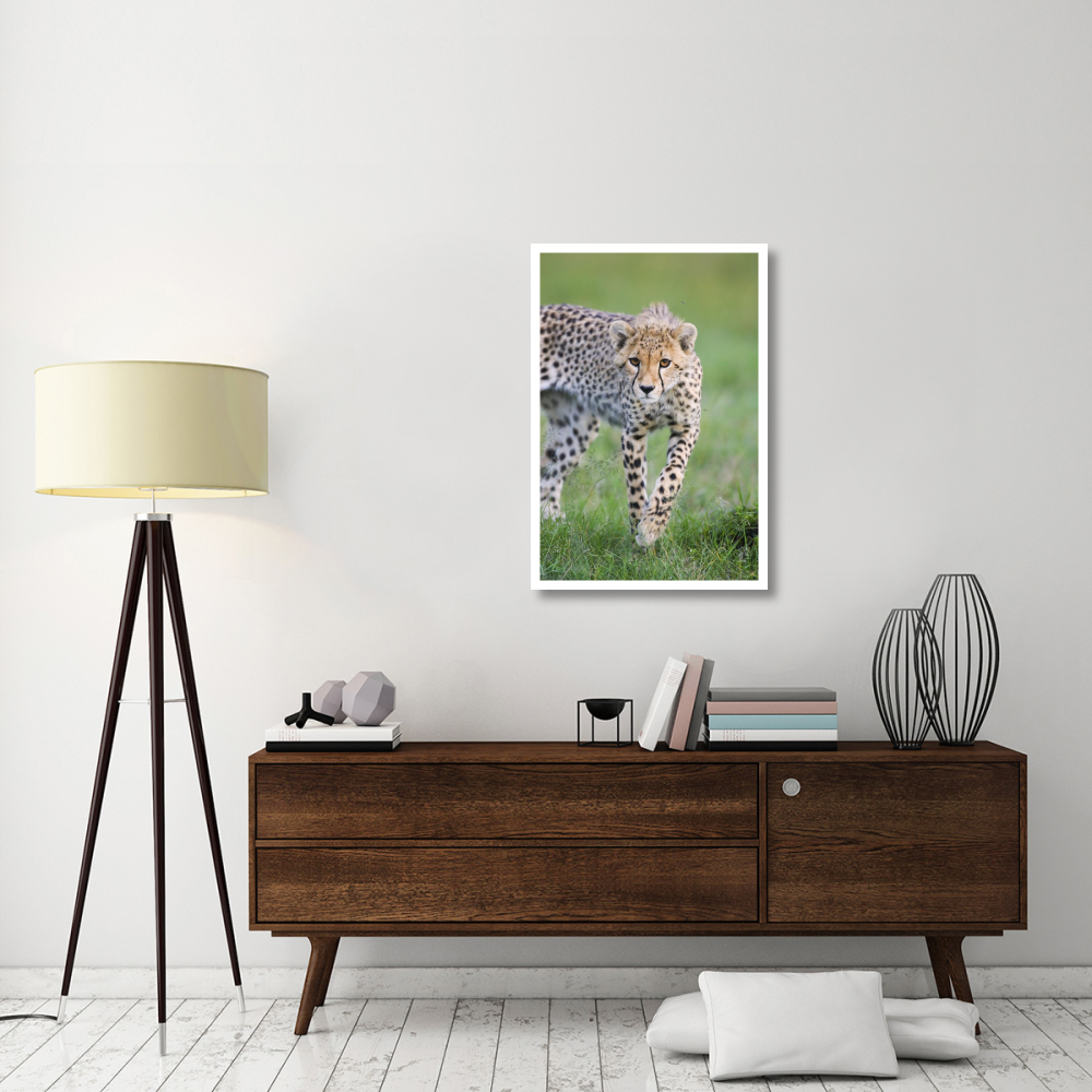 Cheetah 6 month old cub, Masai Mara National Reserve, Kenya-Paper Art-26&quotx38"