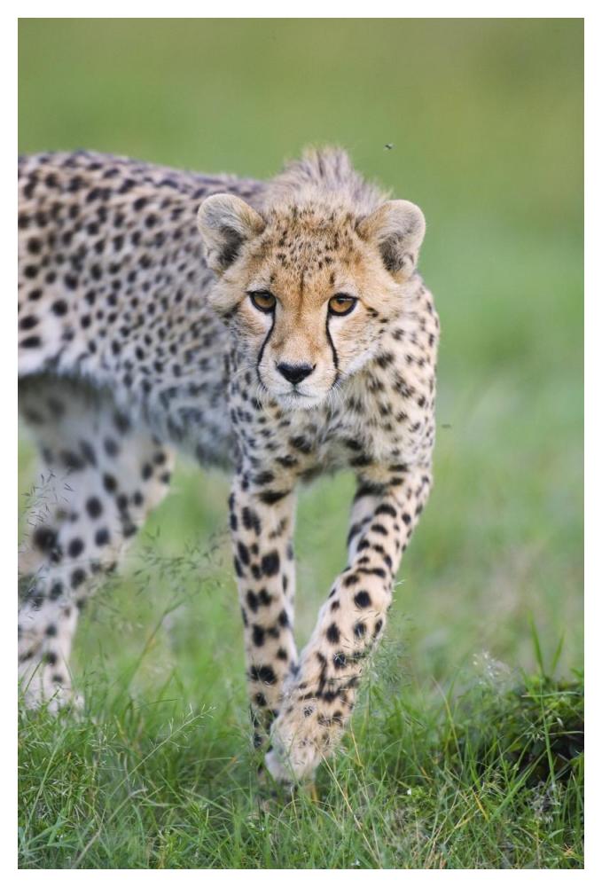 Cheetah 6 month old cub, Masai Mara National Reserve, Kenya-Paper Art-34"x50"