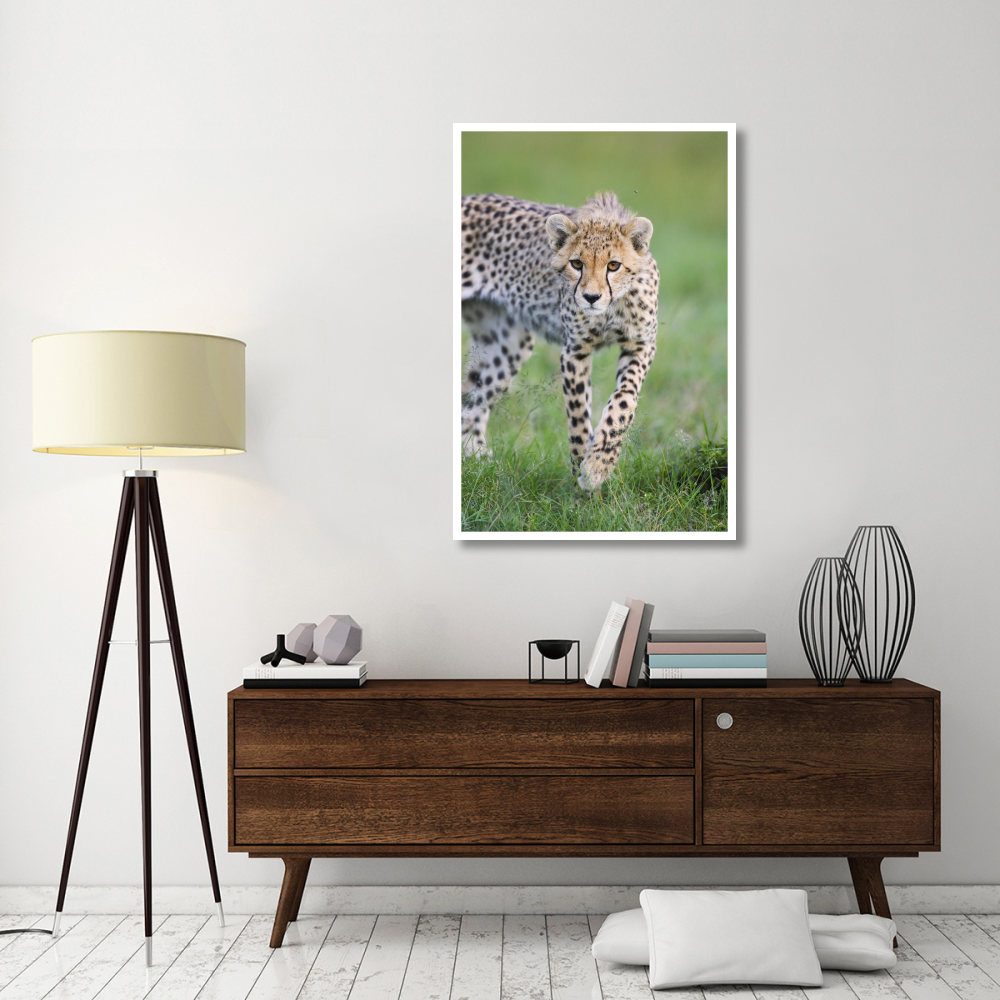 Cheetah 6 month old cub, Masai Mara National Reserve, Kenya-Paper Art-34&quotx50"