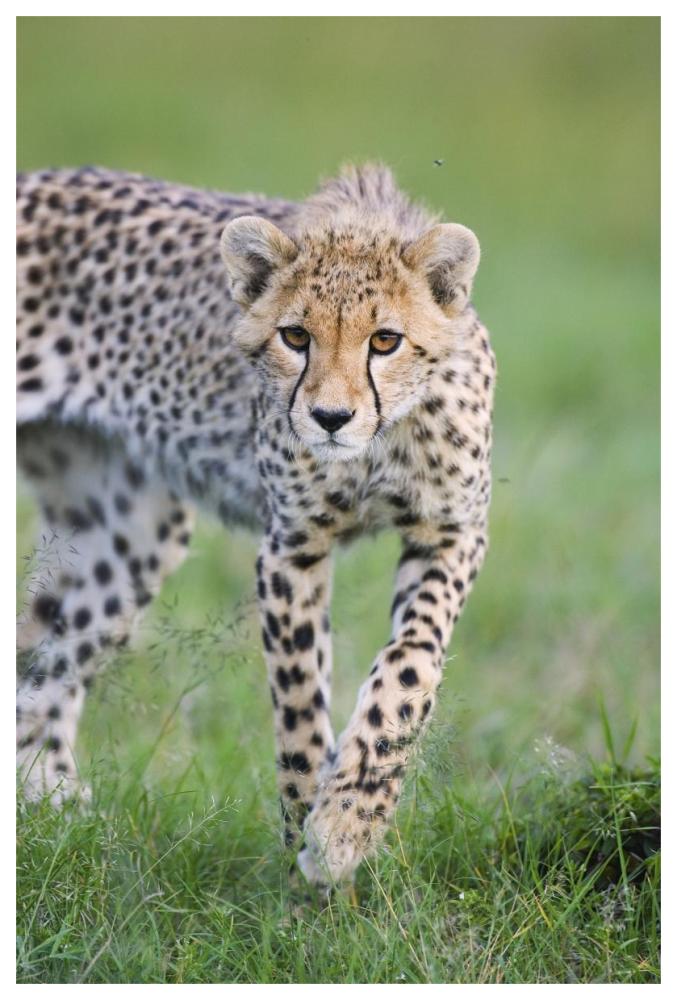 Cheetah 6 month old cub, Masai Mara National Reserve, Kenya-Paper Art-42"x62"