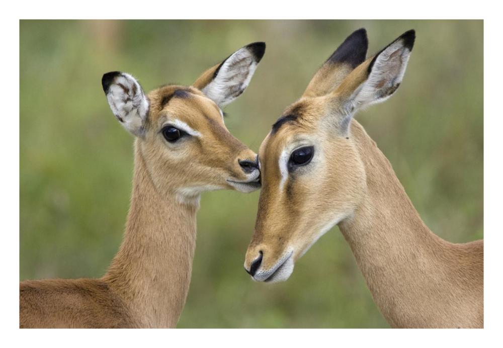 Impala fawn grooming mother, Serengeti National Park, Tanzania-Paper Art-26"x18"