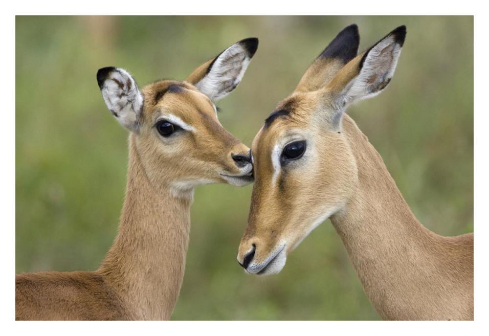 Impala fawn grooming mother, Serengeti National Park, Tanzania-Paper Art-32"x22"