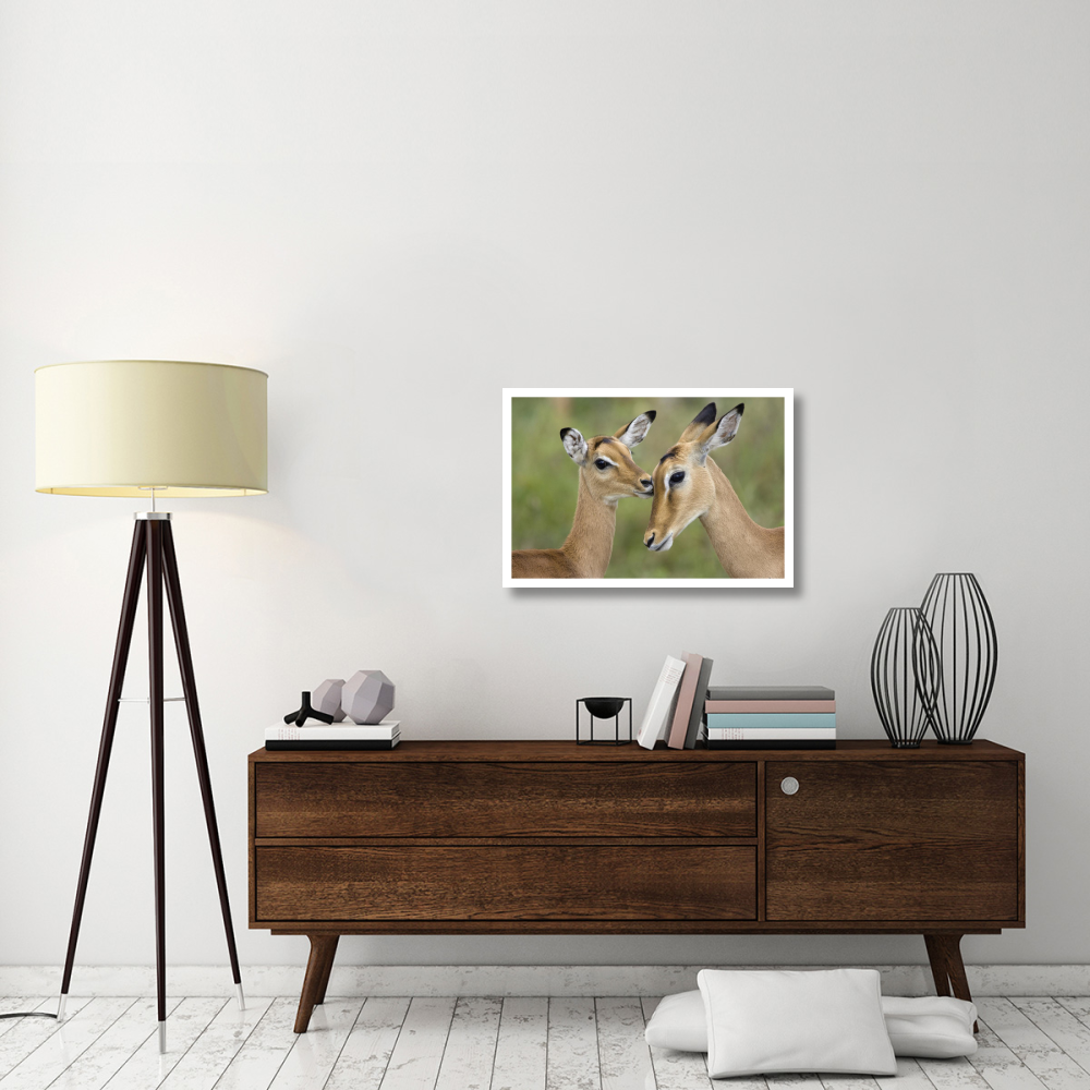 Impala fawn grooming mother, Serengeti National Park, Tanzania-Paper Art-32&quotx22"