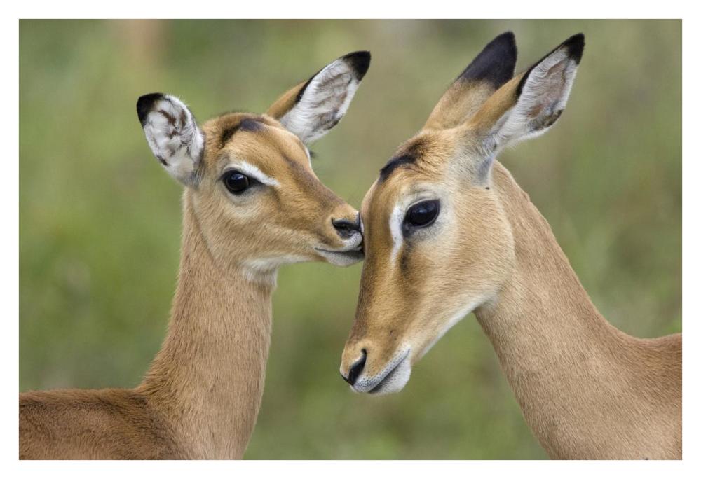 Impala fawn grooming mother, Serengeti National Park, Tanzania-Paper Art-38"x26"