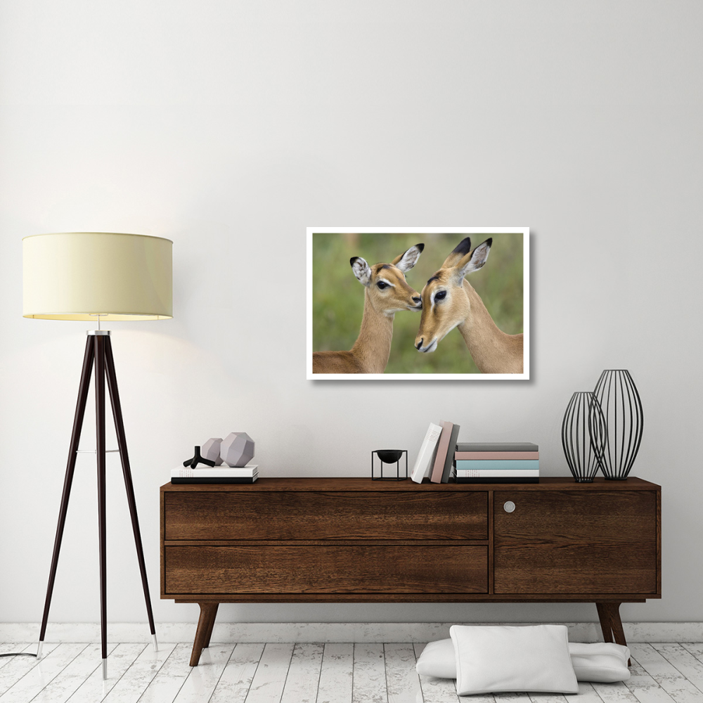 Impala fawn grooming mother, Serengeti National Park, Tanzania-Paper Art-38&quotx26"