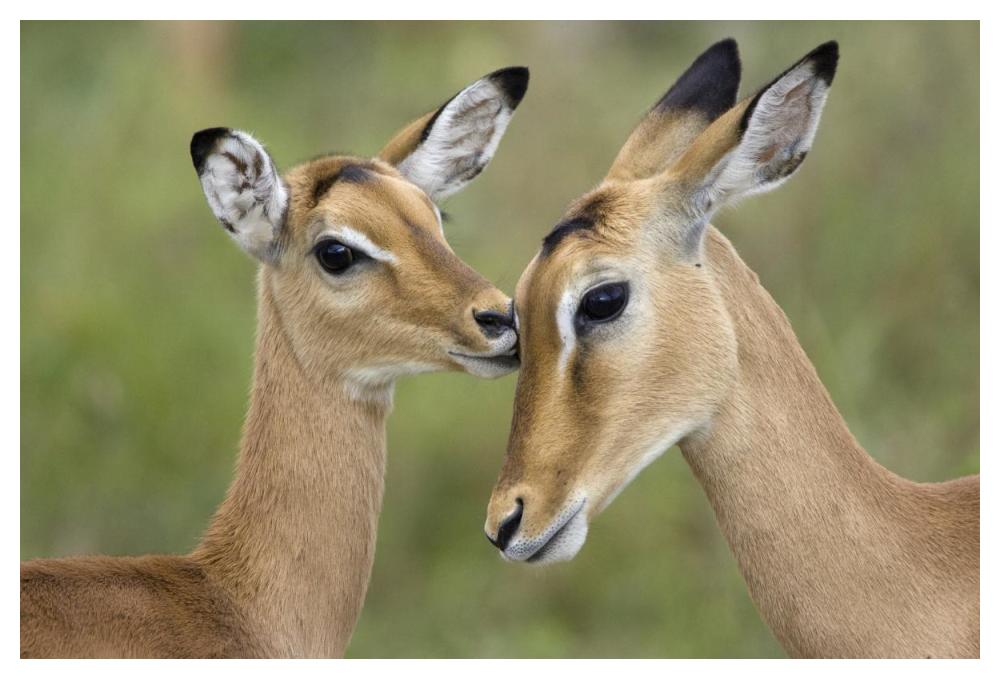 Impala fawn grooming mother, Serengeti National Park, Tanzania-Paper Art-50"x34"