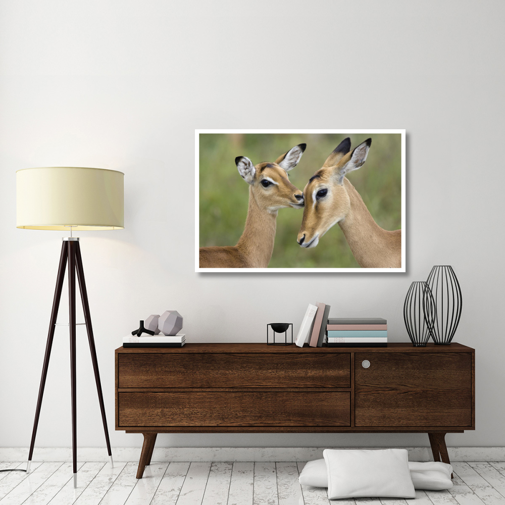 Impala fawn grooming mother, Serengeti National Park, Tanzania-Paper Art-50&quotx34"