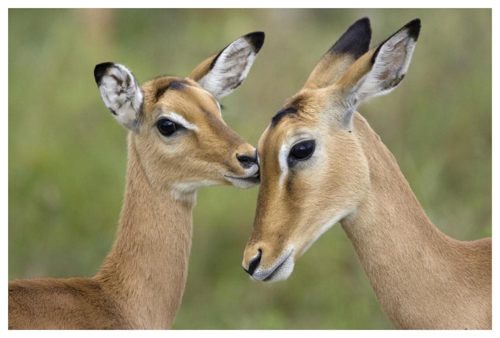 Impala fawn grooming mother, Serengeti National Park, Tanzania-Paper Art-62"x42"