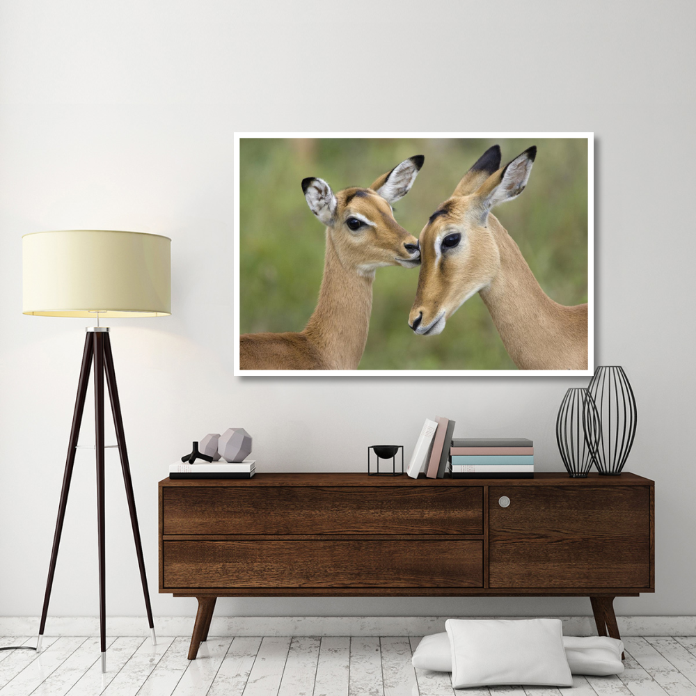 Impala fawn grooming mother, Serengeti National Park, Tanzania-Paper Art-62&quotx42"