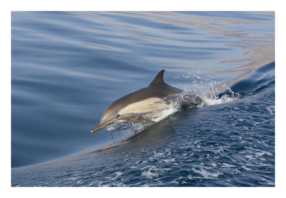 Long-beaked Common Dolphin porpoising, Baja California, Mexico-Paper Art-26"x18"