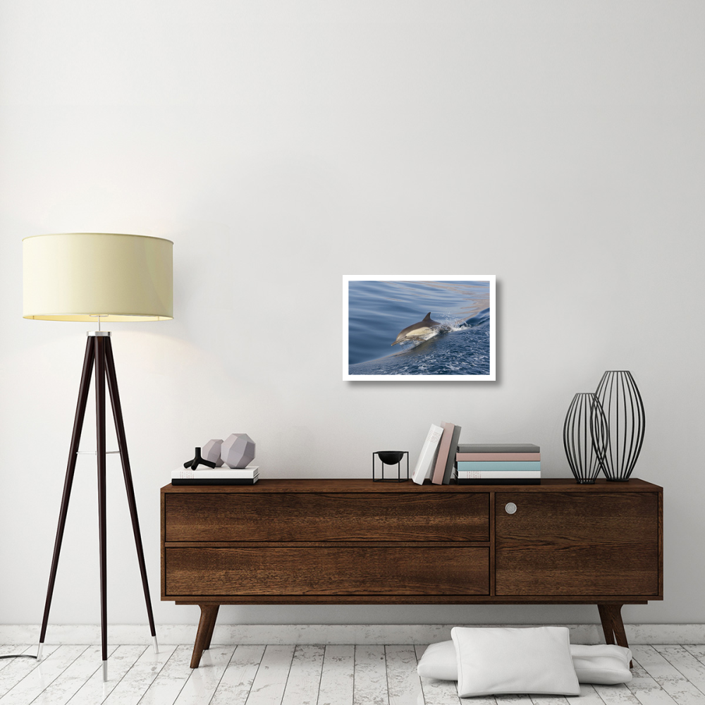 Long-beaked Common Dolphin porpoising, Baja California, Mexico-Paper Art-26&quotx18"