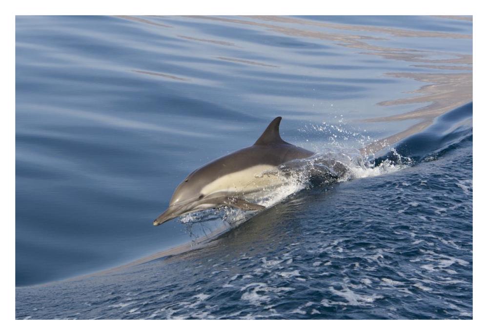 Long-beaked Common Dolphin porpoising, Baja California, Mexico-Paper Art-32"x22"