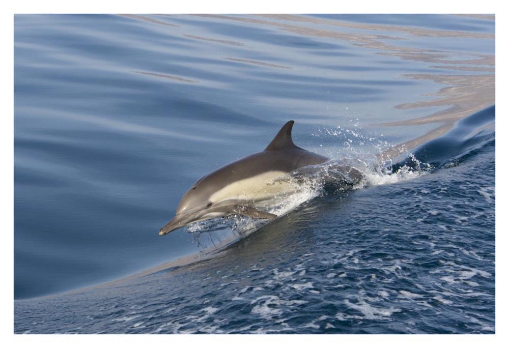 Long-beaked Common Dolphin porpoising, Baja California, Mexico-Paper Art-38"x26"