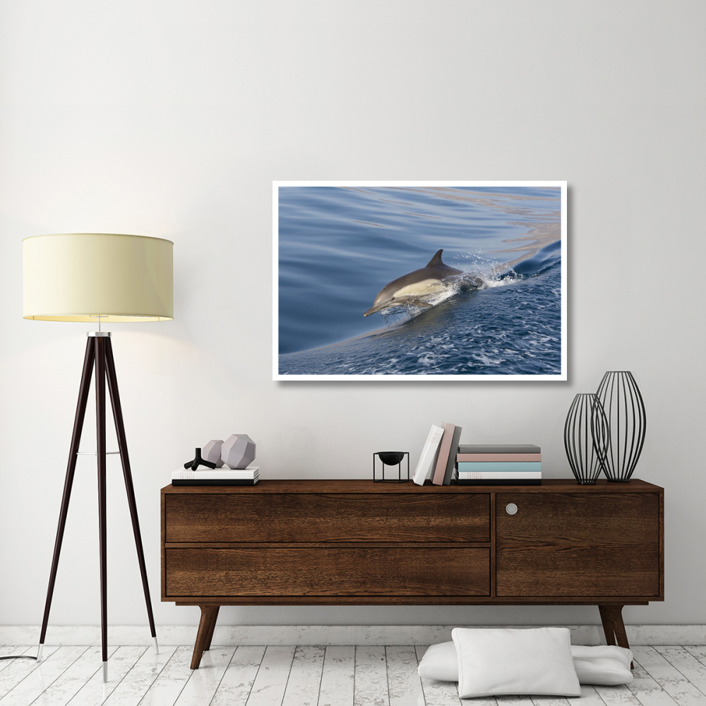Long-beaked Common Dolphin porpoising, Baja California, Mexico-Paper Art-50&quotx34"
