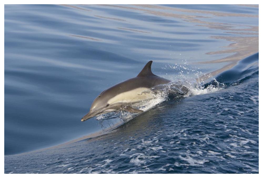 Long-beaked Common Dolphin porpoising, Baja California, Mexico-Paper Art-62"x42"