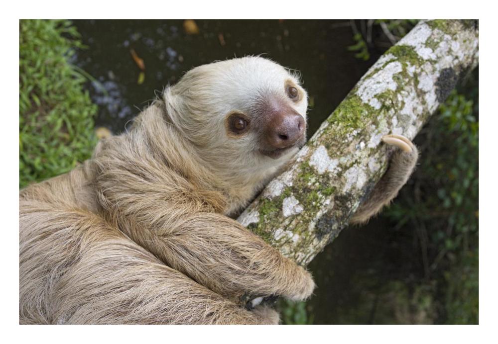 Hoffmann's Two-toed Sloth, Aviarios Sloth Sanctuary, Costa Rica-Paper Art-26"x18"