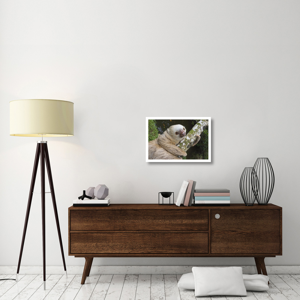 Hoffmann's Two-toed Sloth, Aviarios Sloth Sanctuary, Costa Rica-Paper Art-26&quotx18"