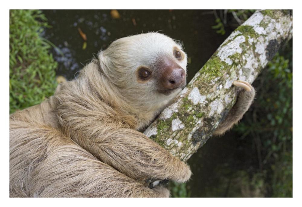 Hoffmann's Two-toed Sloth, Aviarios Sloth Sanctuary, Costa Rica-Paper Art-32"x22"