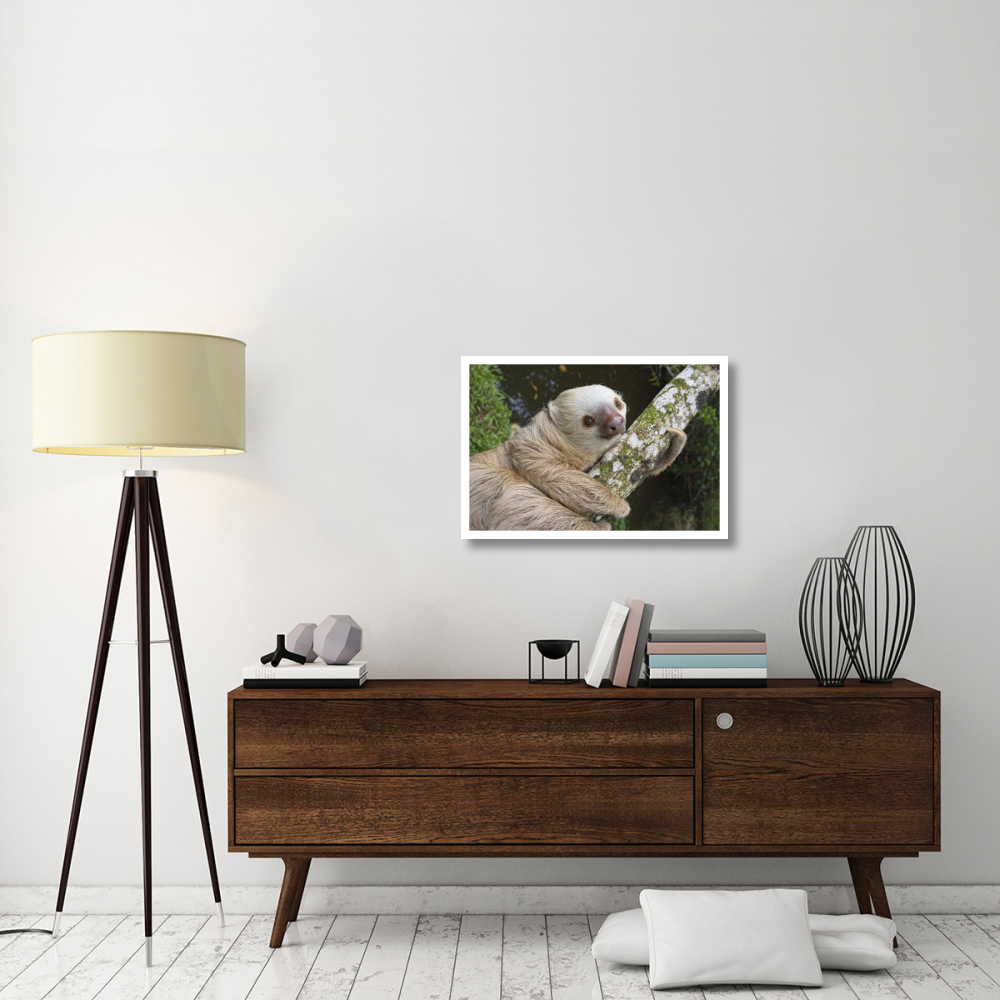 Hoffmann's Two-toed Sloth, Aviarios Sloth Sanctuary, Costa Rica-Paper Art-32&quotx22"