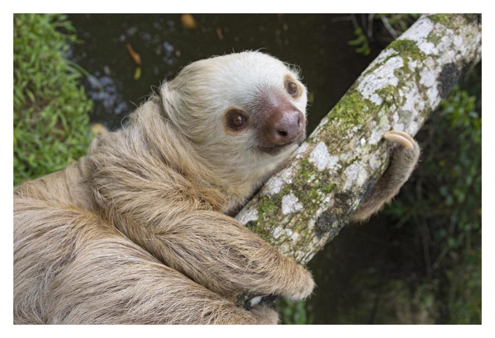 Hoffmann's Two-toed Sloth, Aviarios Sloth Sanctuary, Costa Rica-Paper Art-38"x26"