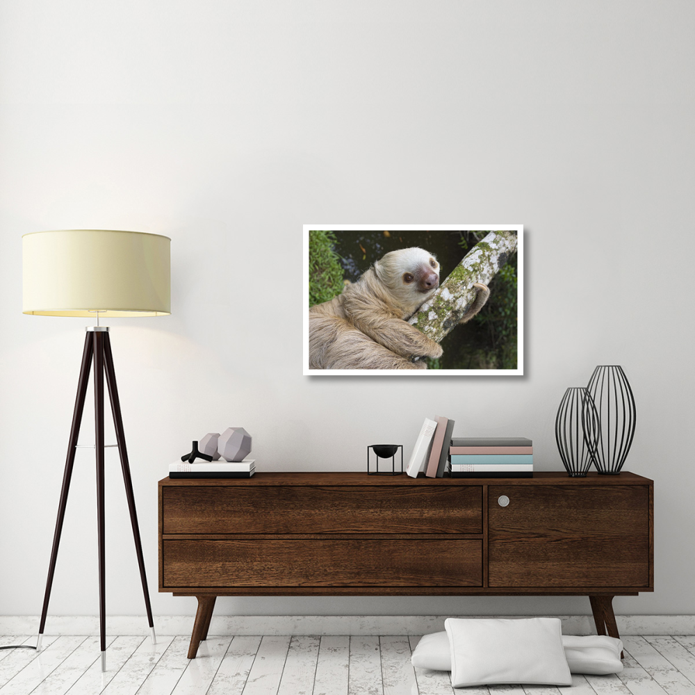 Hoffmann's Two-toed Sloth, Aviarios Sloth Sanctuary, Costa Rica-Paper Art-38&quotx26"