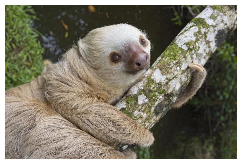 Hoffmann's Two-toed Sloth, Aviarios Sloth Sanctuary, Costa Rica-Paper Art-50"x34"
