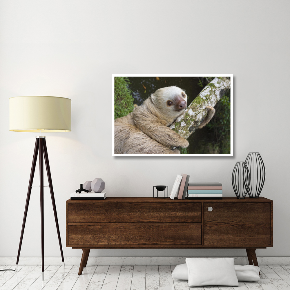 Hoffmann's Two-toed Sloth, Aviarios Sloth Sanctuary, Costa Rica-Paper Art-50&quotx34"