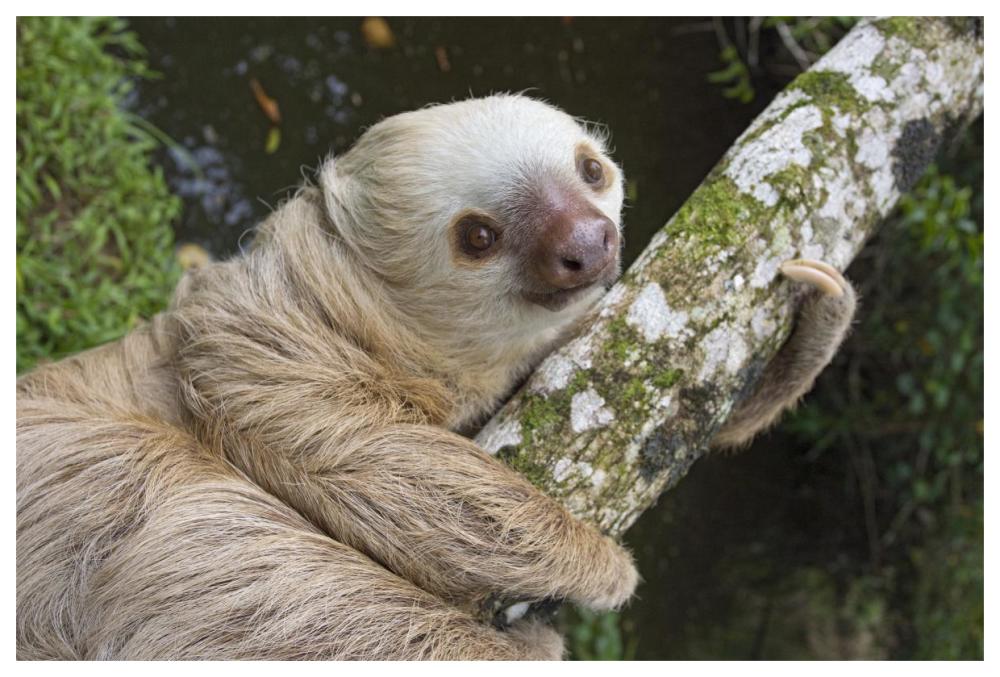 Hoffmann's Two-toed Sloth, Aviarios Sloth Sanctuary, Costa Rica-Paper Art-62"x42"