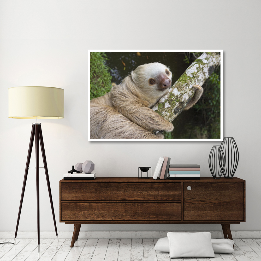 Hoffmann's Two-toed Sloth, Aviarios Sloth Sanctuary, Costa Rica-Paper Art-62&quotx42"