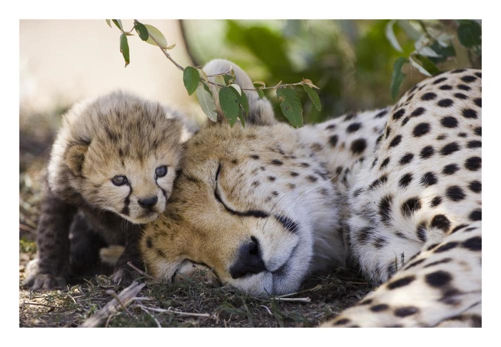 Cheetah mother and seven day old cub, Maasai Mara Reserve, Kenya-Paper Art-26"x18"