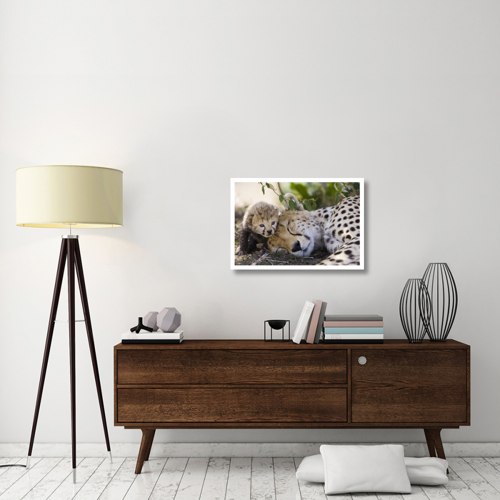 Cheetah mother and seven day old cub, Maasai Mara Reserve, Kenya-Paper Art-32&quotx22"