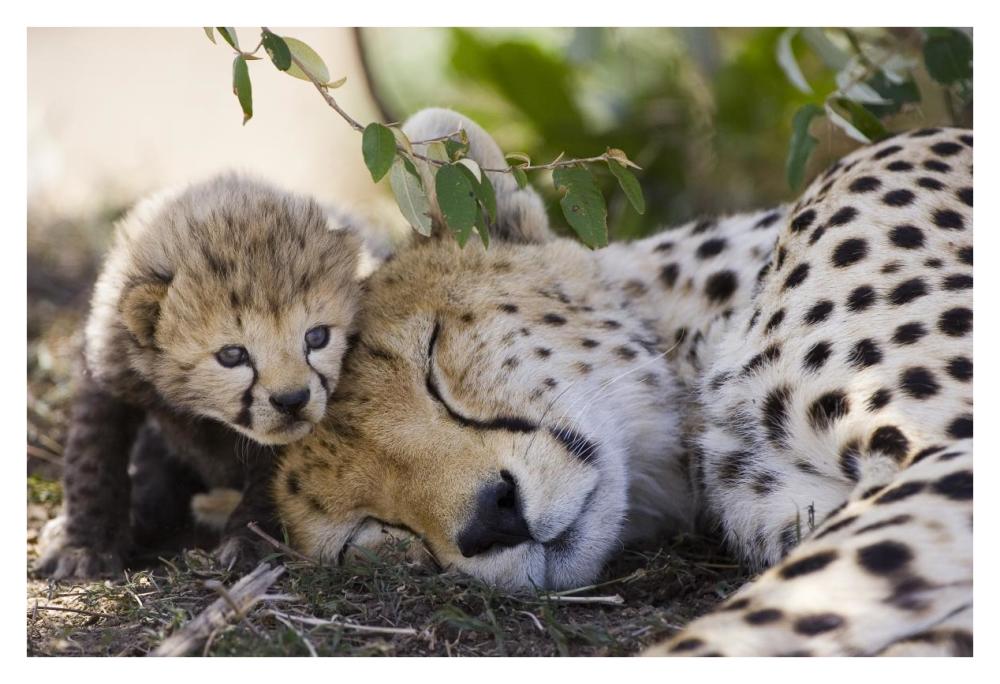 Cheetah mother and seven day old cub, Maasai Mara Reserve, Kenya-Paper Art-38"x26"