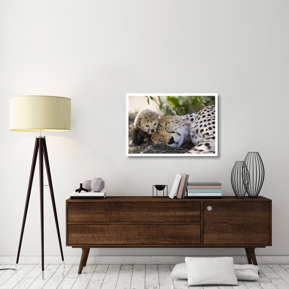 Cheetah mother and seven day old cub, Maasai Mara Reserve, Kenya-Paper Art-38&quotx26"