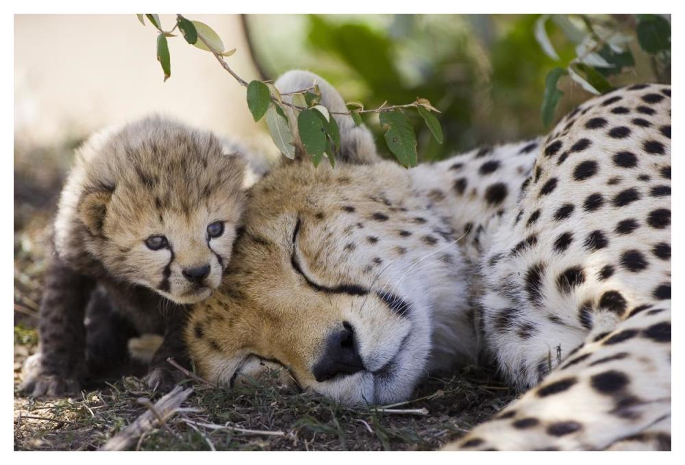 Cheetah mother and seven day old cub, Maasai Mara Reserve, Kenya-Paper Art-50"x34"