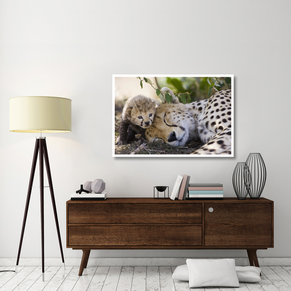 Cheetah mother and seven day old cub, Maasai Mara Reserve, Kenya-Paper Art-50&quotx34"