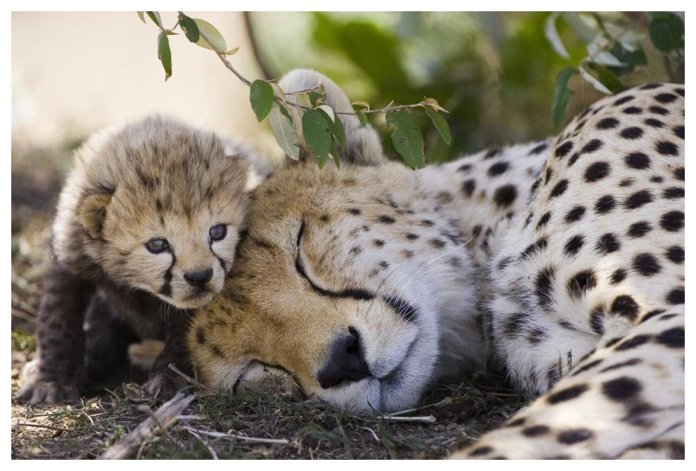 Cheetah mother and seven day old cub, Maasai Mara Reserve, Kenya-Paper Art-62"x42"