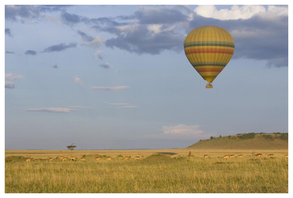 Hot air balloon flying over impala herd, Masai Mara Triangle, Kenya-Paper Art-62"x42"