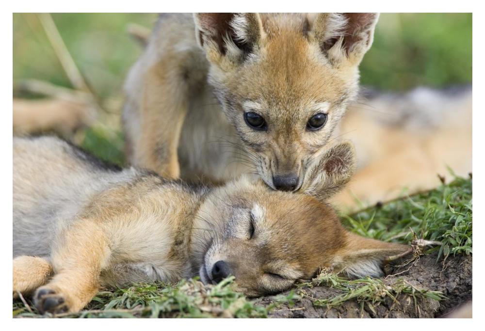 Black-backed Jackal pups, six weeks old, playing, Masai Mara, Kenya-Paper Art-20"x14"