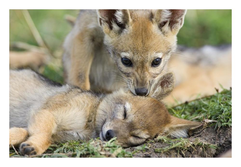 Black-backed Jackal pups, six weeks old, playing, Masai Mara, Kenya-Paper Art-26"x18"