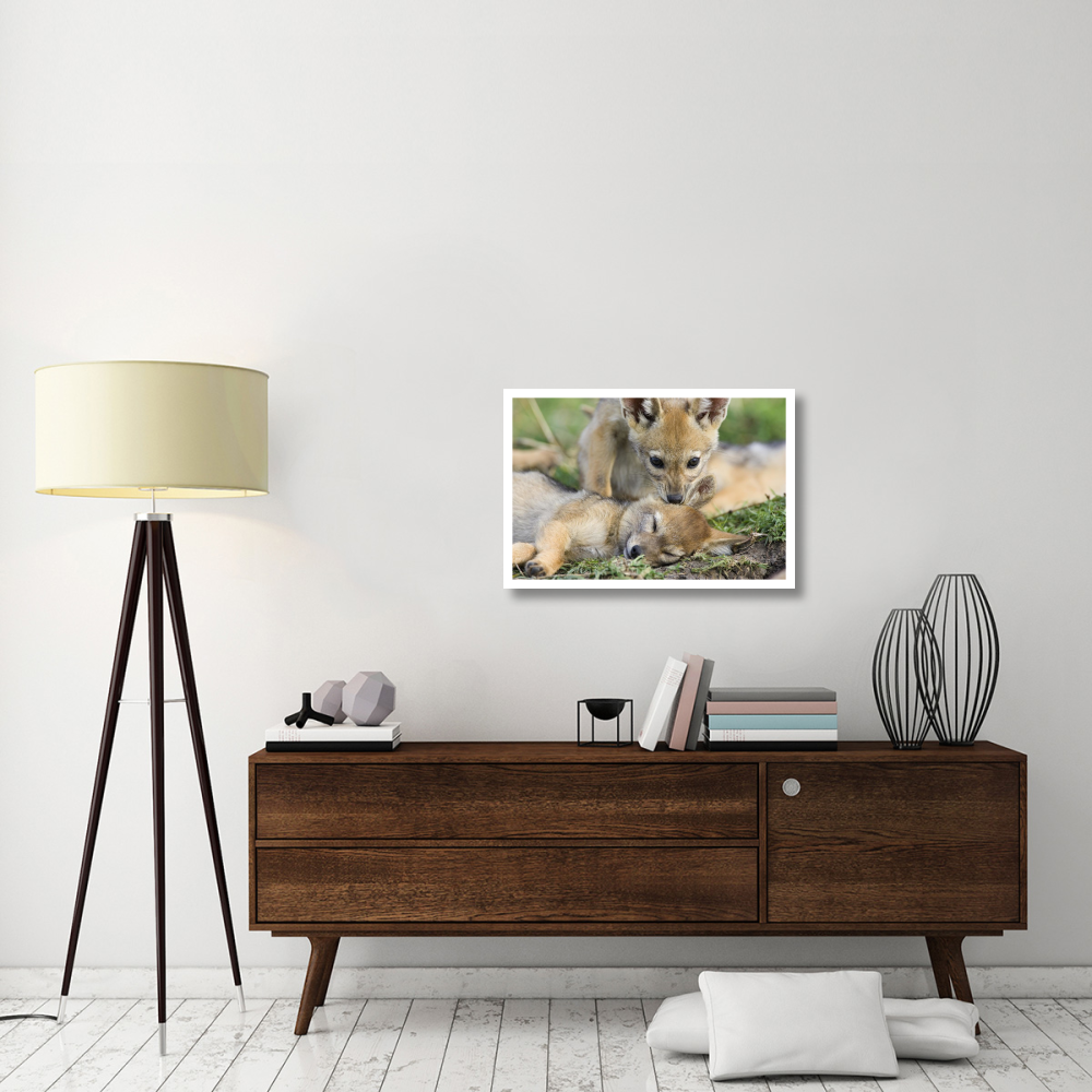 Black-backed Jackal pups, six weeks old, playing, Masai Mara, Kenya-Paper Art-32&quotx22"