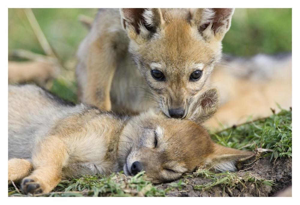 Black-backed Jackal pups, six weeks old, playing, Masai Mara, Kenya-Paper Art-38"x26"