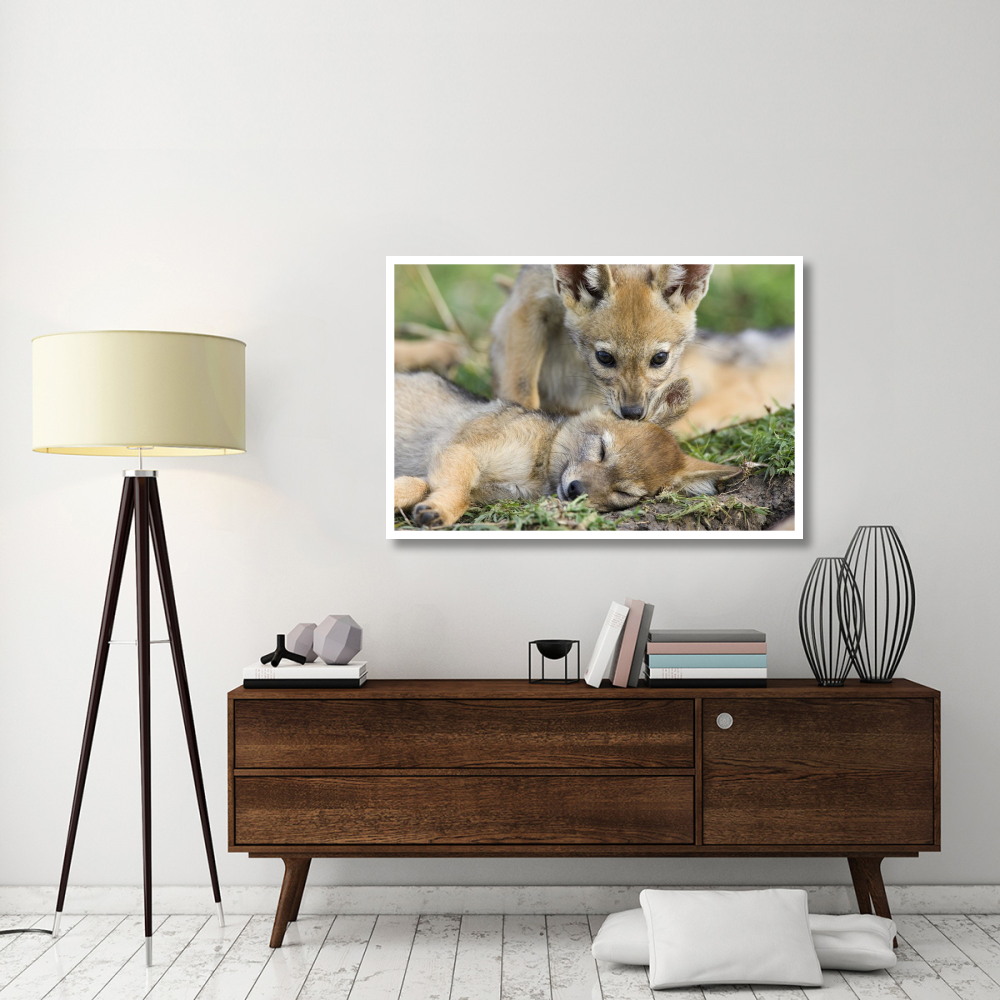 Black-backed Jackal pups, six weeks old, playing, Masai Mara, Kenya-Paper Art-50&quotx34"