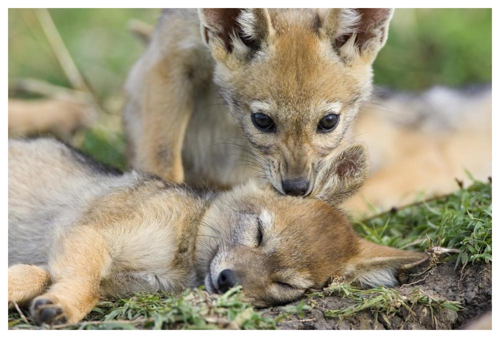 Black-backed Jackal pups, six weeks old, playing, Masai Mara, Kenya-Paper Art-62"x42"