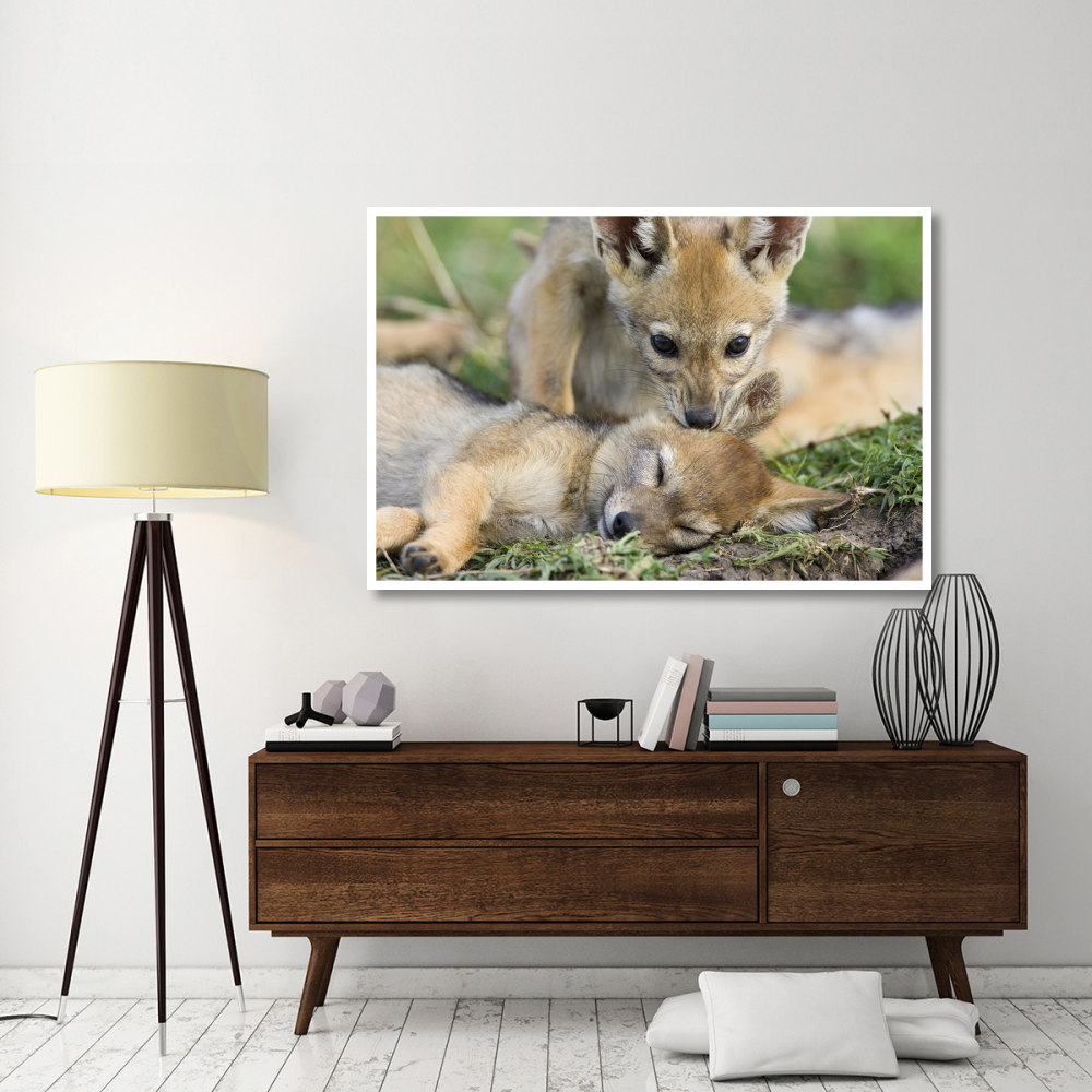 Black-backed Jackal pups, six weeks old, playing, Masai Mara, Kenya-Paper Art-62&quotx42"