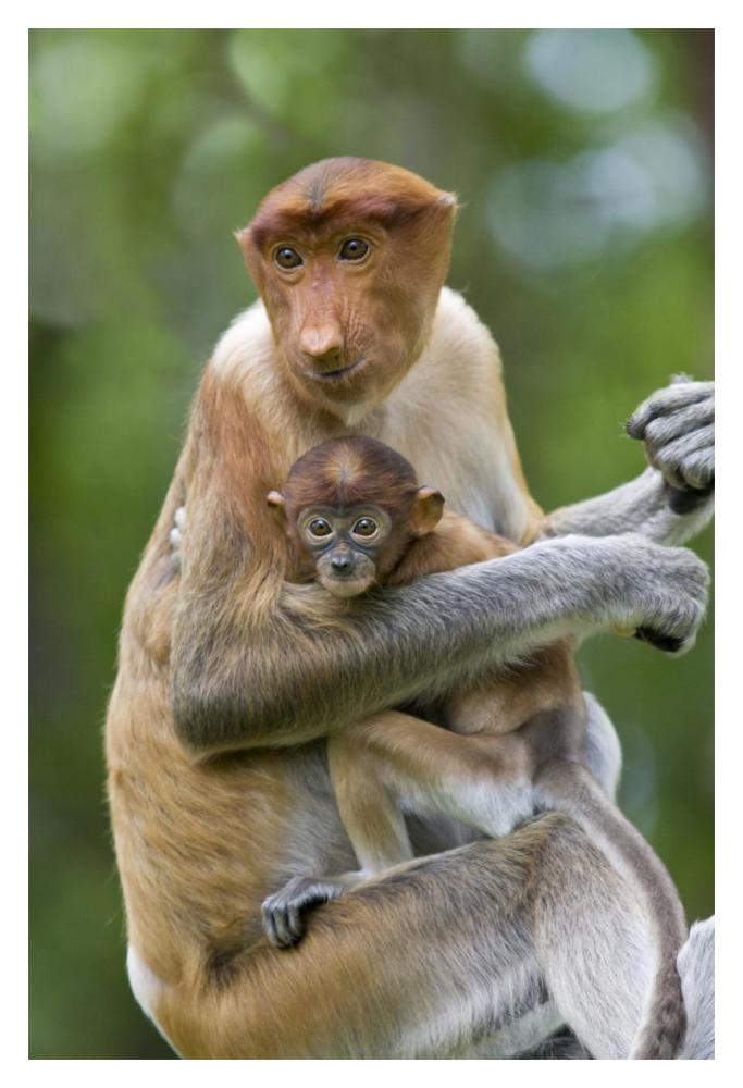 Proboscis Monkey female holding two month old baby, Sabah, Malaysia-Paper Art-14"x20"