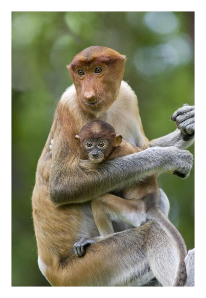 Proboscis Monkey female holding two month old baby, Sabah, Malaysia-Paper Art-18"x26"