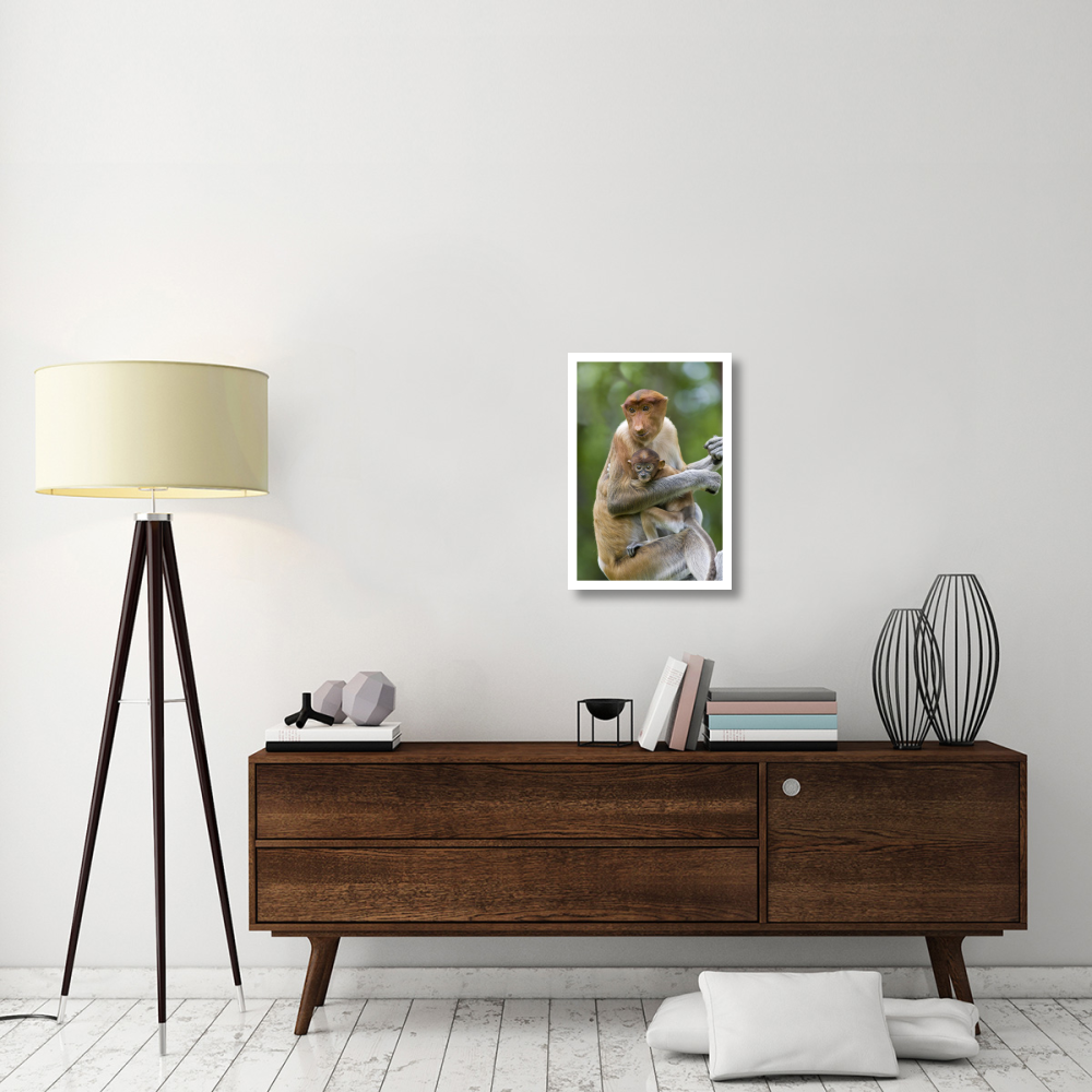 Proboscis Monkey female holding two month old baby, Sabah, Malaysia-Paper Art-18&quotx26"