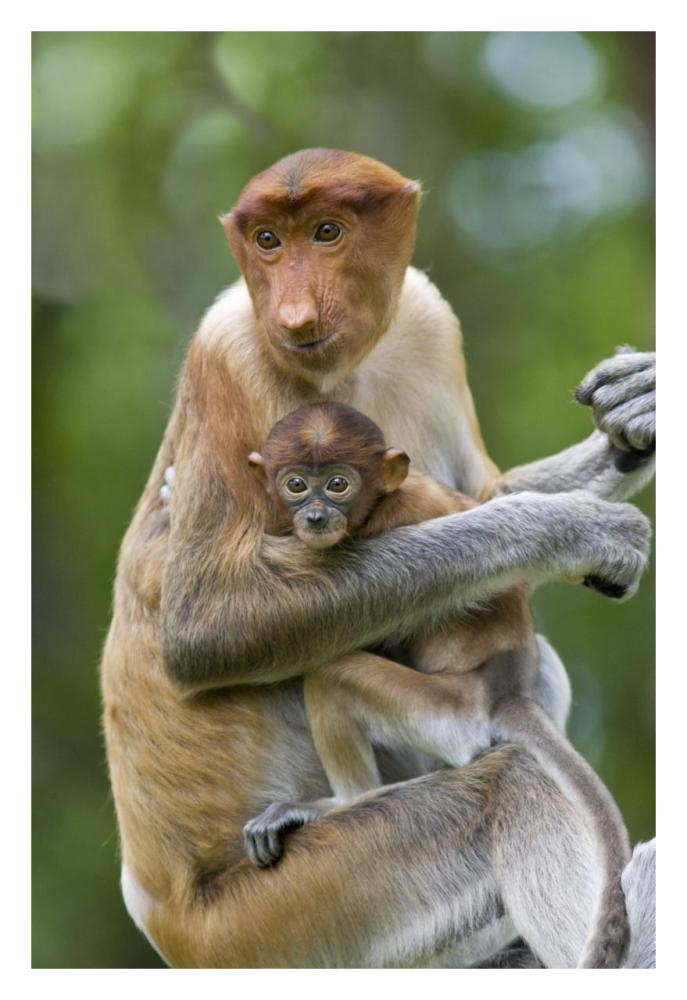 Proboscis Monkey female holding two month old baby, Sabah, Malaysia-Paper Art-22"x32"